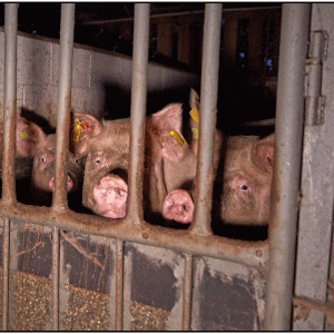 Is pork healthy? | Pigs behind bars