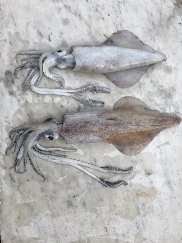 Fresh fish