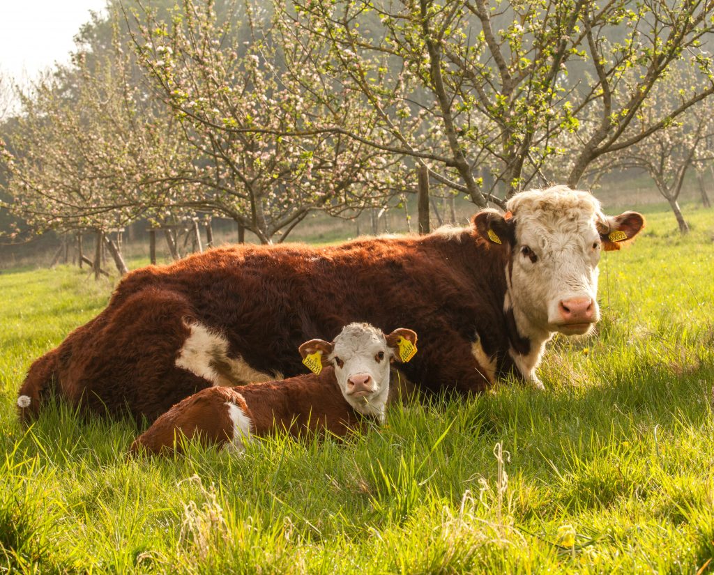 Cotswold Beef cows